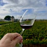 Comment les creisses s’imposent parmi les grands vins du languedoc